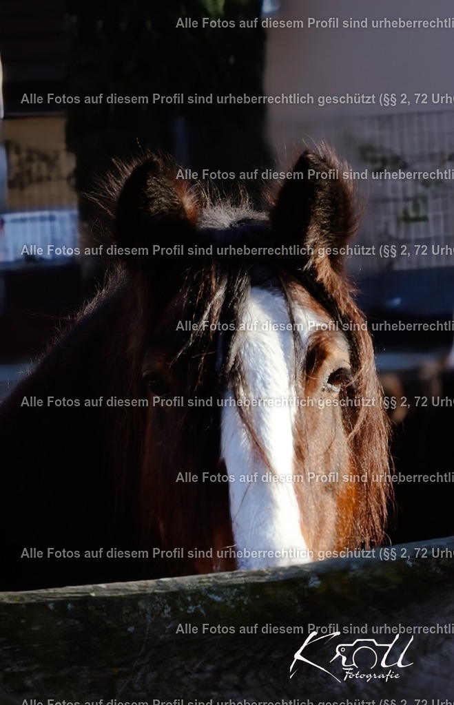 Photo_1733000319484 | krollfotografie - Realisiert mit Pictrs.com