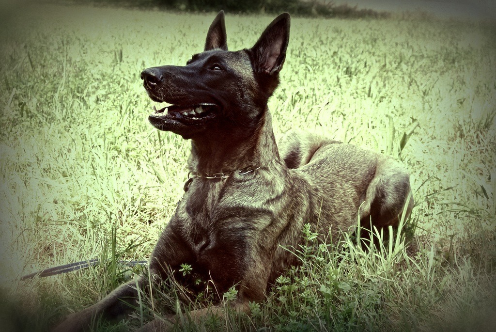 Hunde (11) | Tierfotografie / Haustierfotografie - Realisiert mit Pictrs.com
