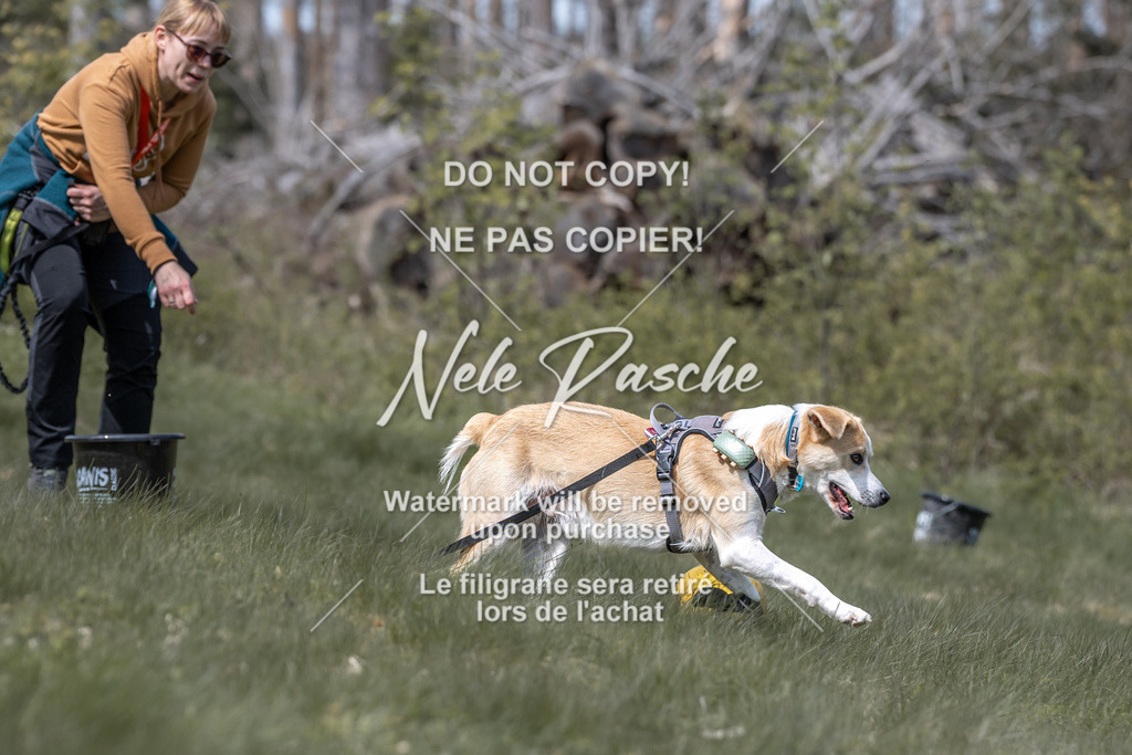 6Z1A1033 | nelerasche