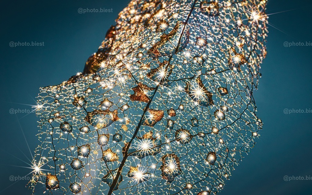 Sternenhimmel | Ein Magnolienblatt mit Wassertropfen. - Realisiert mit Pictrs.com