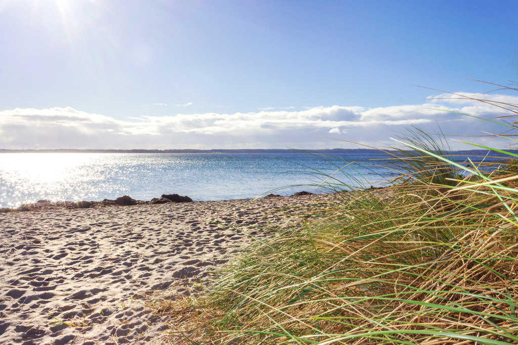 Wandbild: Strandhafer am Strand in Karlsminde | Dieses Wandbild im Querformat zeigt schönen Strandhafer am Sandstrand in Karlsminde. Auf der linken Seite scheint die Sonne auf den Strand. Auf dem Meer ergibt sich eine schöne Reflexion.  - Realisiert mit Pictrs.com