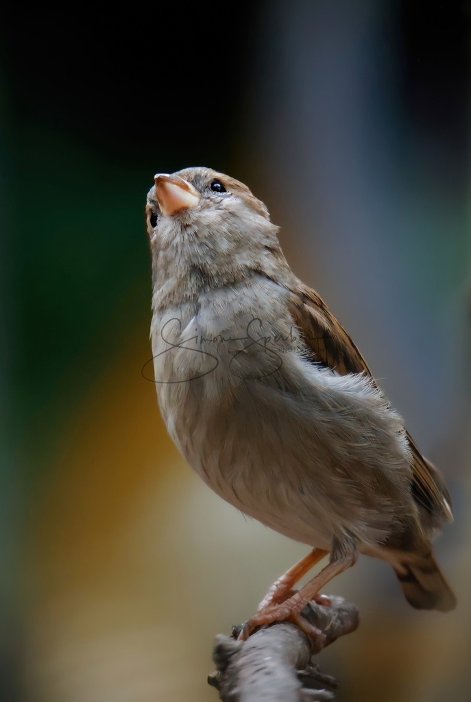 Haussperling | Simone Sperber, svb-photography,Fotografin,Bilddesignerin,Naturfotografie,Macrofotografie,Tierfotografie,Wildtierfotografie,Ausstellungen,Auftragsfotografie,Kunst,Art,Photographer,Shootings,Bildberatbeitung,Galerie,Shop