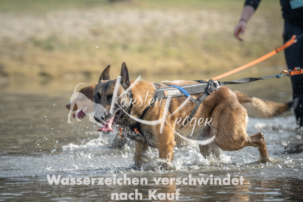 1051_ZZ90254 | kk-dogfotos