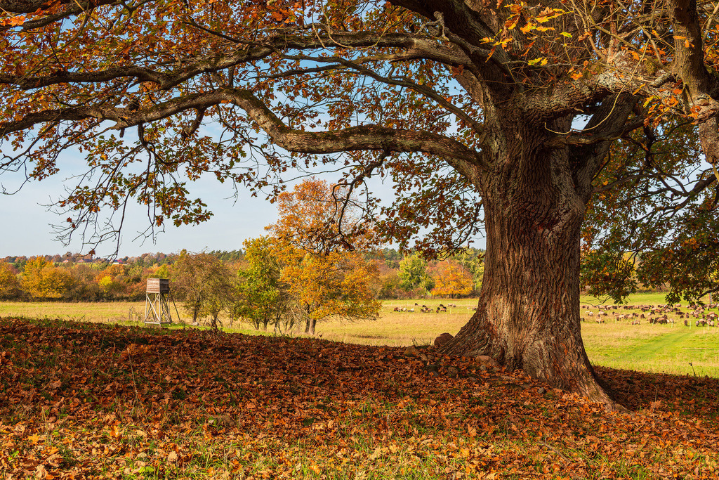 Landschaft im Herbst in der Feldberger Seenlandschaft | Landschaft im Herbst in der Feldberger Seenlandschaft.