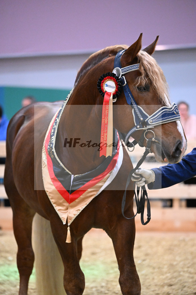Kat-Nr. 7 Rivaldo v. Rivero_HLG Schwaiganger_1260647 | hf-fotografie - Realisiert mit Pictrs.com