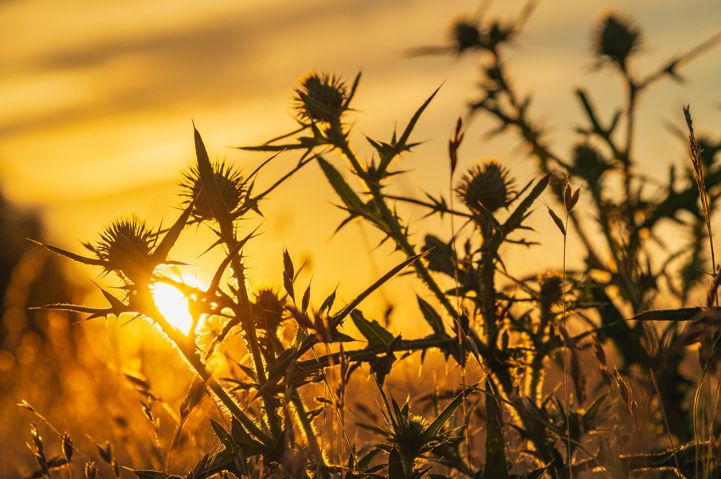 2024_07_08_HETLINGER SCHANZE_MCP1104 | Hochwertig gedruckte Fotografien für die Wand, als Kalender und zum Verschenken. Hamburg & Norddeutschland und überall wo ich mit der Kamera unterwegs war.