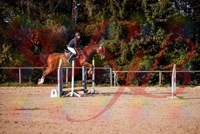 2026_10_03_Siefer-Hof_155630_Z81_76091675 | Professionelle Reitsport-, Turnier- und Eventfotografie von Robert Broda. Galerien mit ausgewählten und bearbeiteten Bildern direkt online ansehen und bestellen.