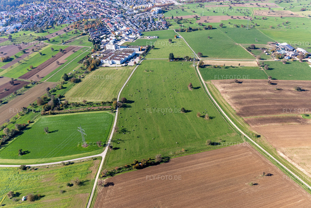 Luftbild: Rinderweide im Ortsteil Langensteinbach in Karlsbad im Bundesland Baden-Württemberg in Deutschland. Foto: IMG_129976.jpg vom 24.10.2021 durch Werner Riehm/FLY-FOTO.de