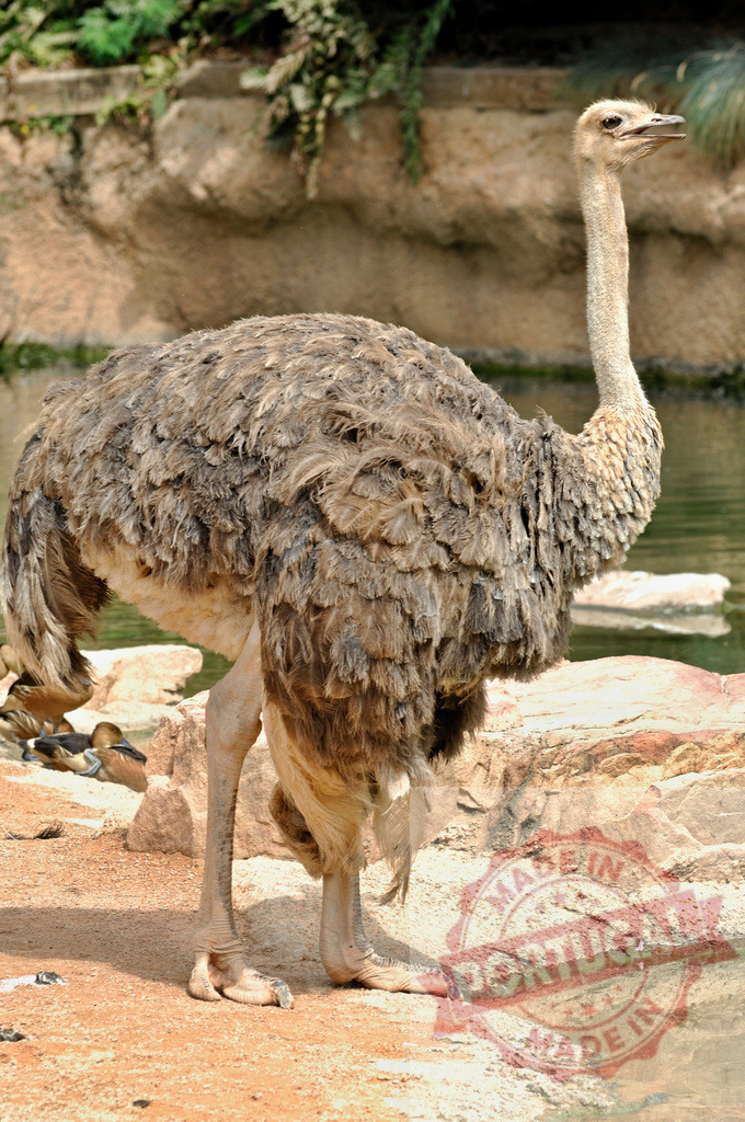 Ostrich standing by water in wildlife habitat | Ostrich bird standing next to a tranquil pond - Realized with Pictrs.com