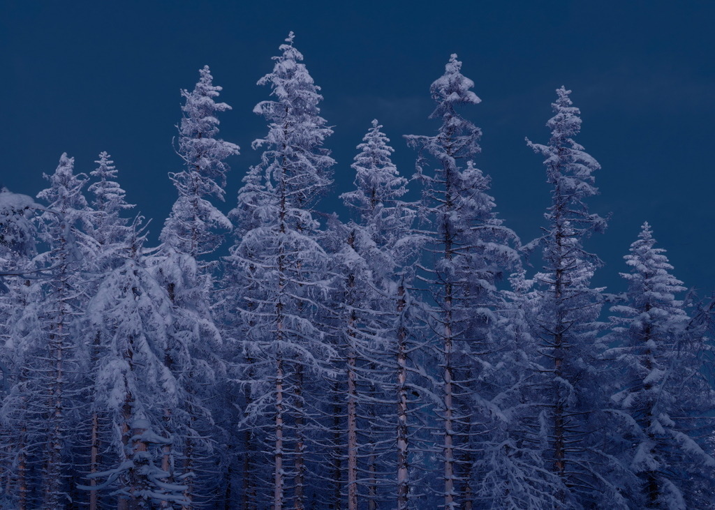 Schneelastschwer, dein stolzes Schweigen | Stumm und hehr und schneelastschwer stehen die Fichten in der Winterwaldnacht. - Realisiert mit Pictrs.com