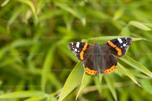 202237 | Tierfotografie, Tierkalender, Tierbilder, Insekten, Spinnen, Vögel, Schmetterling, Libellen, Leinwand, Colorkey, Qualität, Geschenkartikel, Geschenk - Realisiert mit Pictrs.com