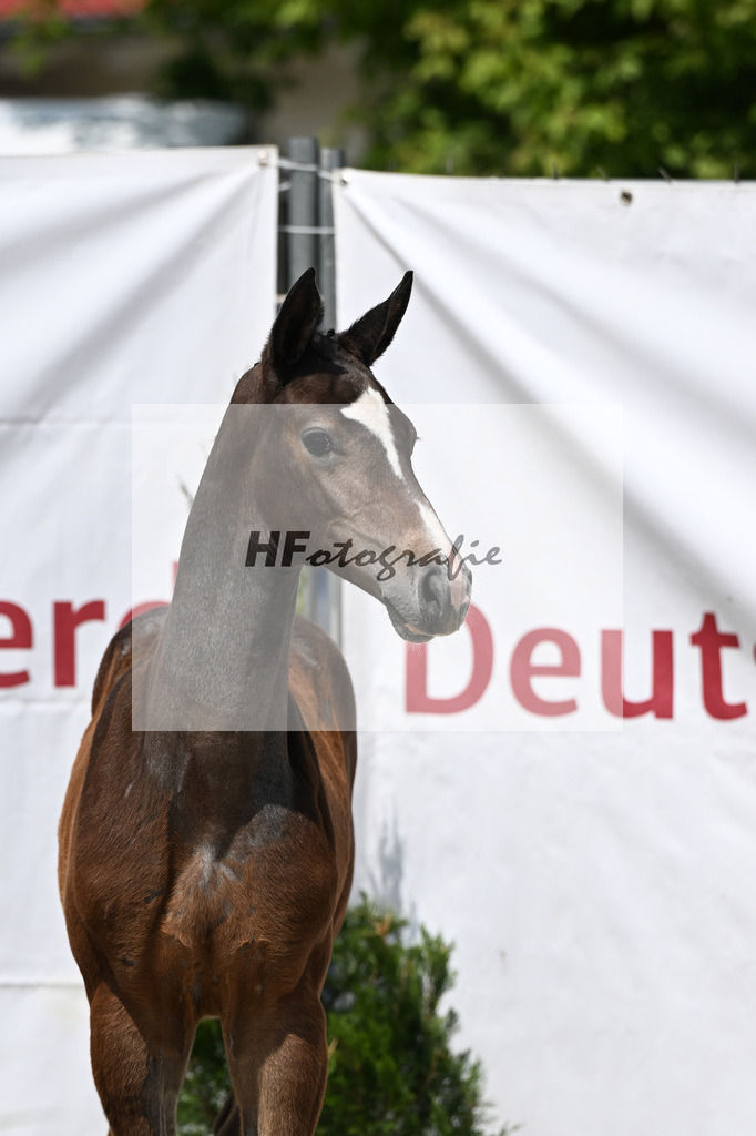 Cornets Balou x Casall_Gross_12250697 | hf-fotografie - Realisiert mit Pictrs.com