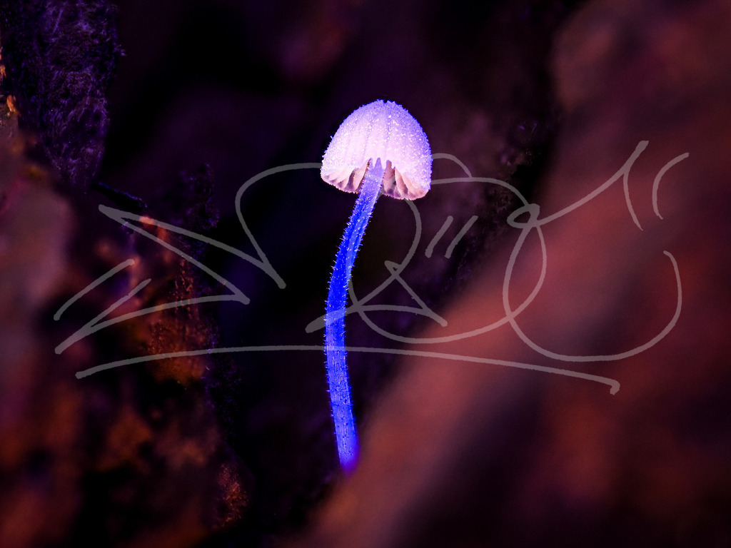 UV Shroom | Naturschönheiten aus Deutschland. Pflanzen und Tiere, Insekten und Naturschauspiele. Alle schönen Details, die uns umgeben, fotografiert von Michi Moc.  - Realisiert mit Pictrs.com