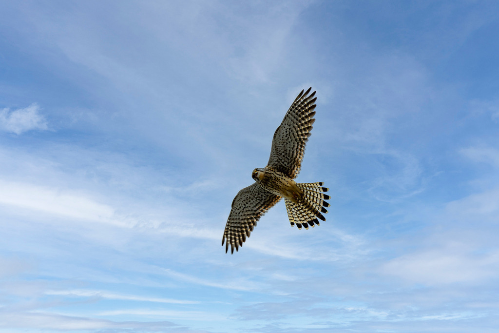 Könige der Lüfte: Eleganz im freien Flug | Ein faszinierender Augenblick voller Freiheit und Anmut: Mit weit gespannten Schwingen zieht dieser Greifvogel majestätisch seine Bahnen durch den blau schimmernden Himmel. Die feine, charakteristische Zeichnung des Gefieders auf der Unterseite der Flügel und des Fächerschwanzes zeichnet sich gestochen scharf gegen die leichten Schleierwolken ab. Im Flug blickt der Turmfalke, der stolze Jäger, fokussiert hinab – ein eindrucksvolles Porträt ungezähmter Natur, Dynamik und vollendeter Flugkunst. - Realisiert mit Pictrs.com