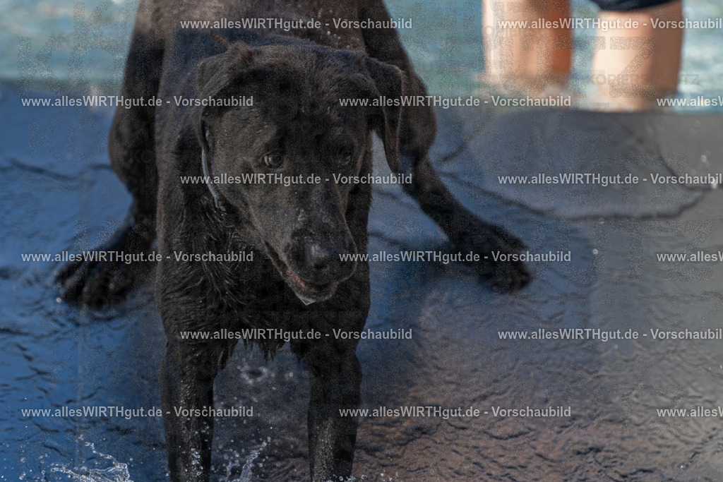 Hundeschwimmen_Volksbad_2026-allesWIRTHgut_Tierfotografie-2609061253-FAY06611 | Professionelle Tierfotografie in Mönchengladbach von Daniel Wirth (allesWIRTHgut). Liebevolle & natürliche Bilder von Hunden & Katzen für unvergessliche Erinnerungen.