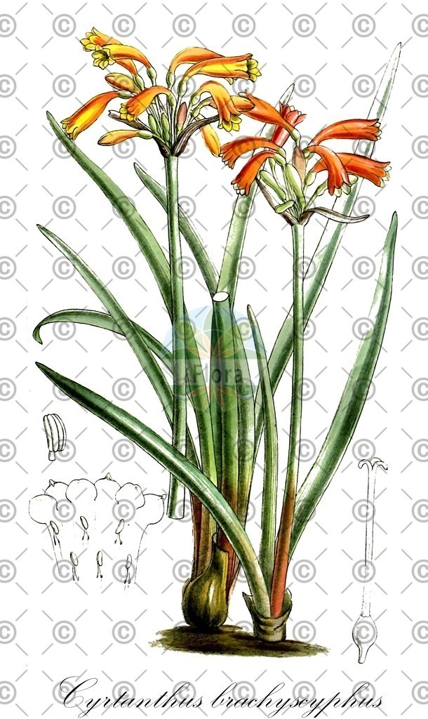 HistAbb_wfo-0000935817_1_ENZY_Simple | Historische Abbildung von Cyrtanthus brachyscyphus - Amaryllidaceae | Historical Illustration of Cyrtanthus brachyscyphus - Amaryllidaceae