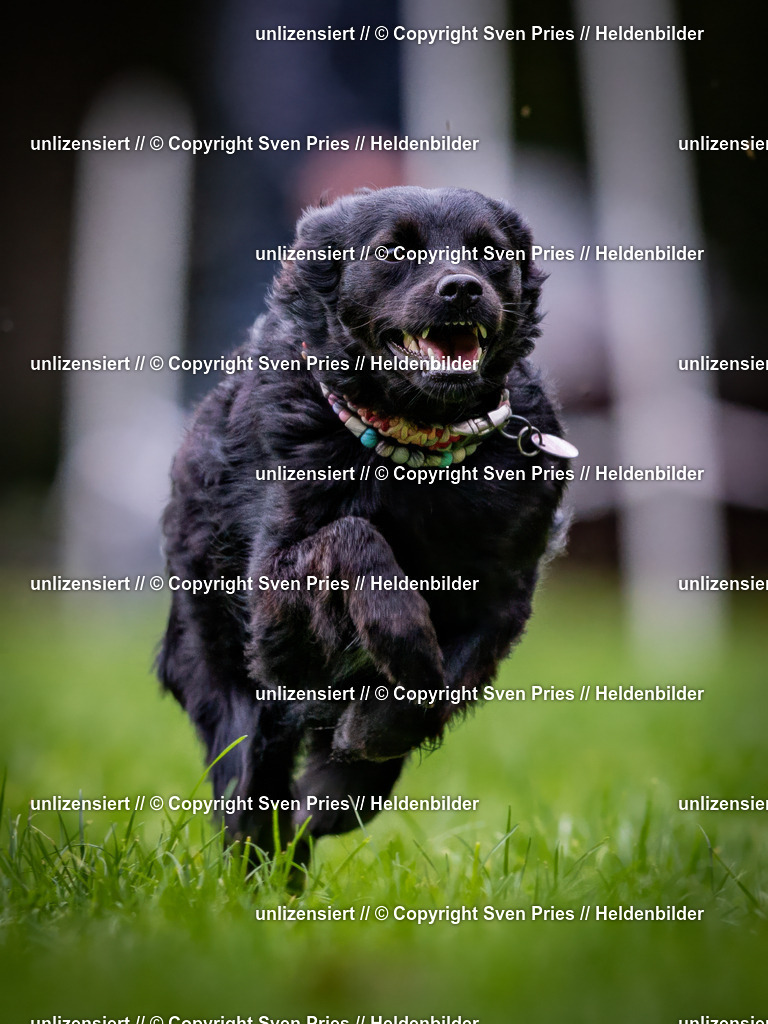 Sven Pries | 2024-10-19 - Hunderennen Ober-Grombach - Realisiert mit Pictrs.com