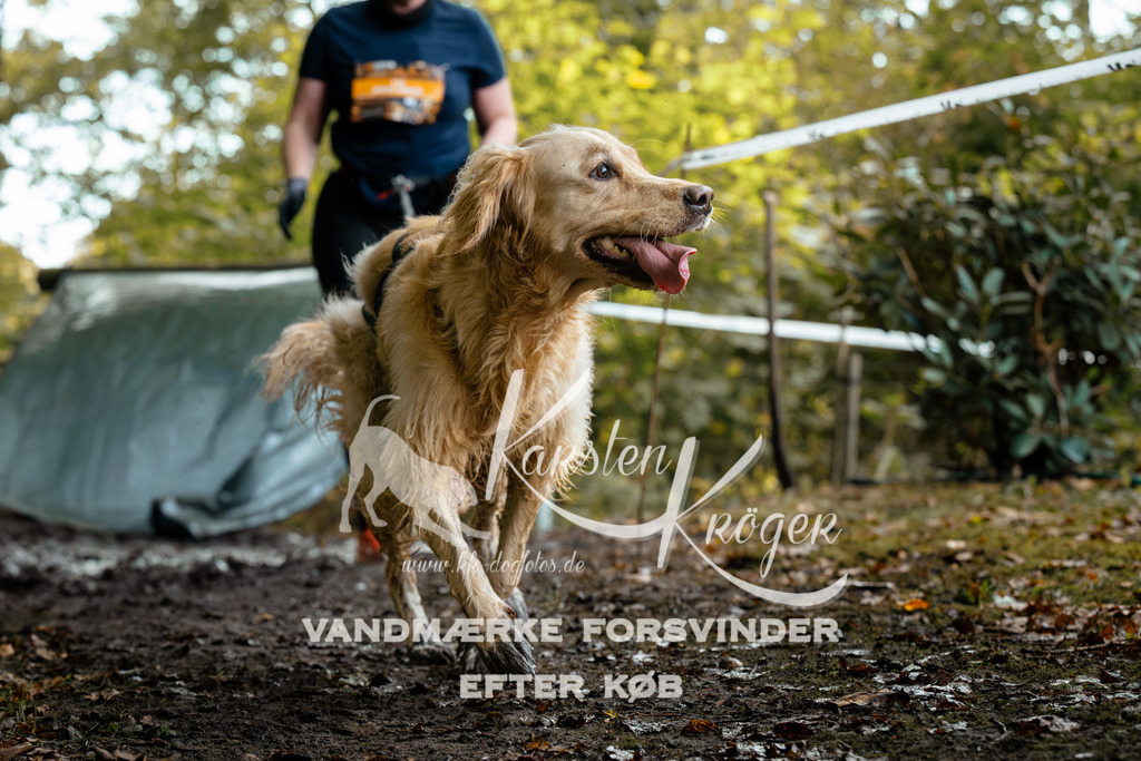 1417DZ6_1501Z6 | kk-dogfotos