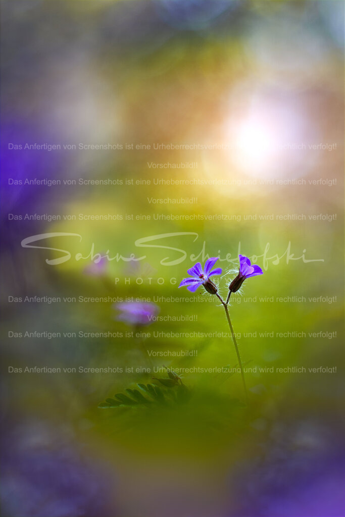 In a dream - Storchenschnabel (Ruprechtskraut) | Zwei Blüten des Storchenschnabel oder auch Ruprechtskraut vor einem soften, bunten, unscharfen Hintergrund - Realisiert mit Pictrs.com