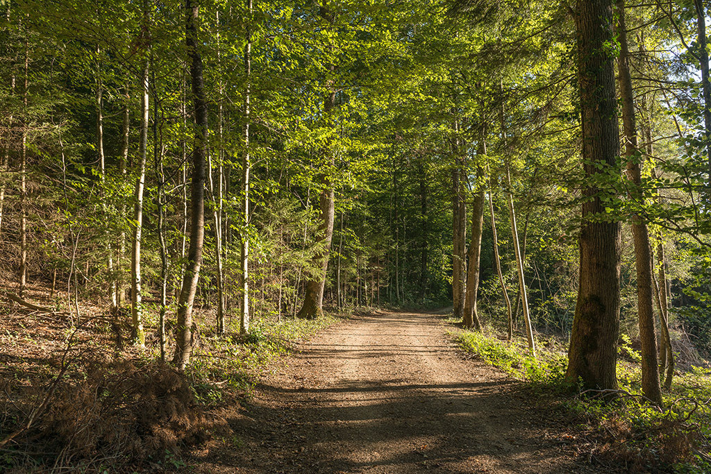 Waldweg | Fotos mit schönen Motiven aus der Region Basel. - Realisiert mit Pictrs.com