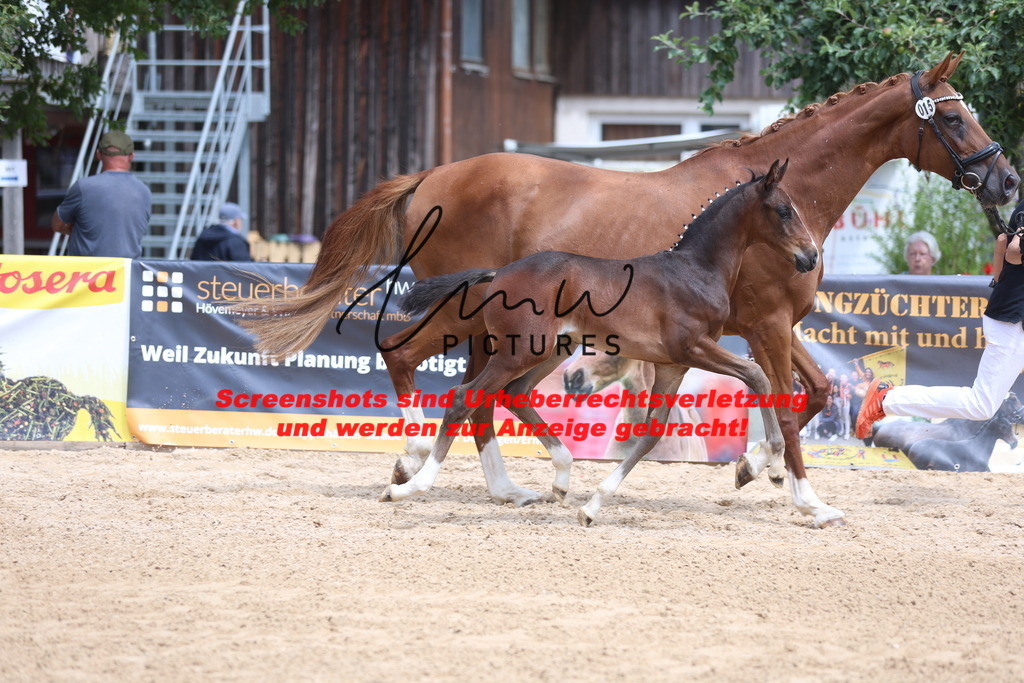 Fohlenschau_Schwäbisch_Hall_dressurbetonte_Fohlen_KN 15_10 | lmwpictures - Realisiert mit Pictrs.com