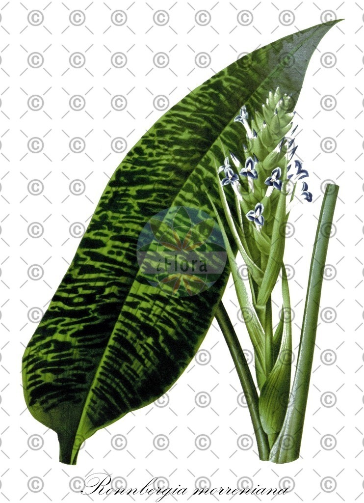 HistAbb_wfo-0001290485_2_ENZY_Simple | Historische Abbildung von Ronnbergia morreniana - Bromeliaceae | Historical Illustration of Ronnbergia morreniana - Bromeliaceae