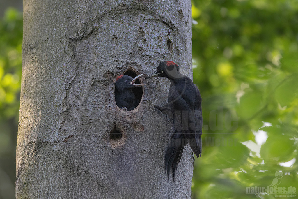 R5NF9523_20220522 | Der Schwarzspecht ist ein Vertreter der Gattung Dryocopus innerhalb der Unterfamilie der Echten Spechte. Der in Mitteleuropa durch seine überwiegende Schwarzfärbung und die rote Scheitelfärbung unverwechselbare Vogel ist etwa krähengroß und mit Abstand der größte europäische Specht. - Realisiert mit Pictrs.com