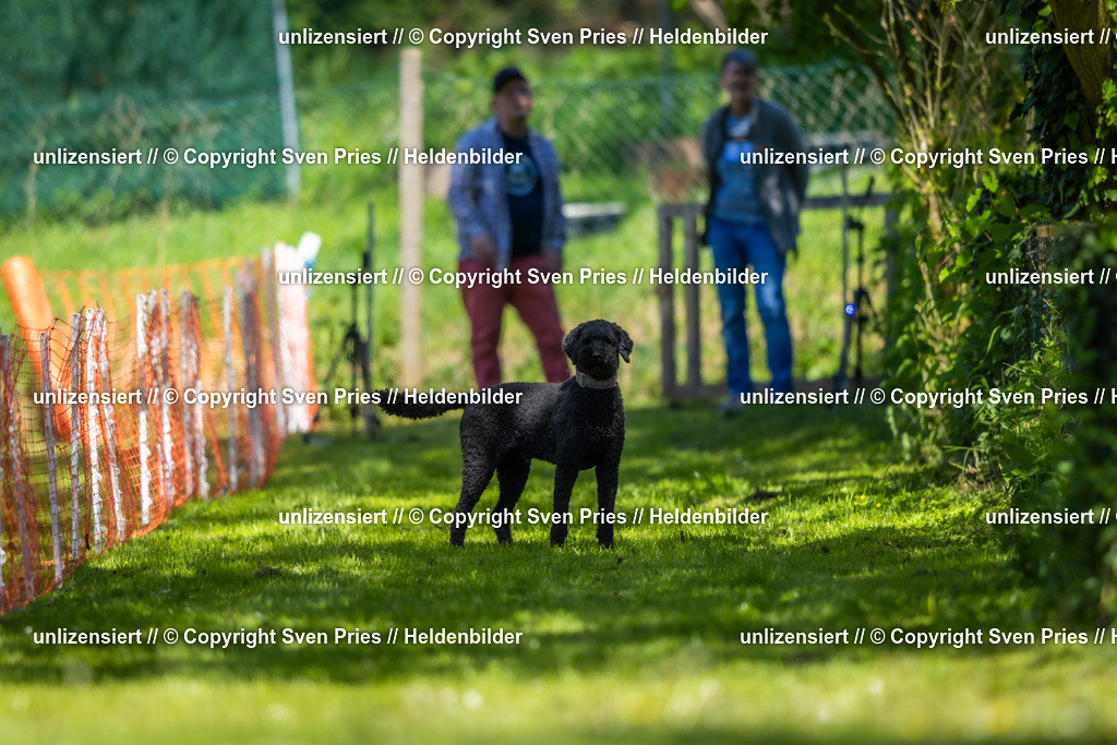 Hunderennen_April_2026_108 | 2026-04-26 - Hunderennen Baden-Oos April 2026 - Realisiert mit Pictrs.com