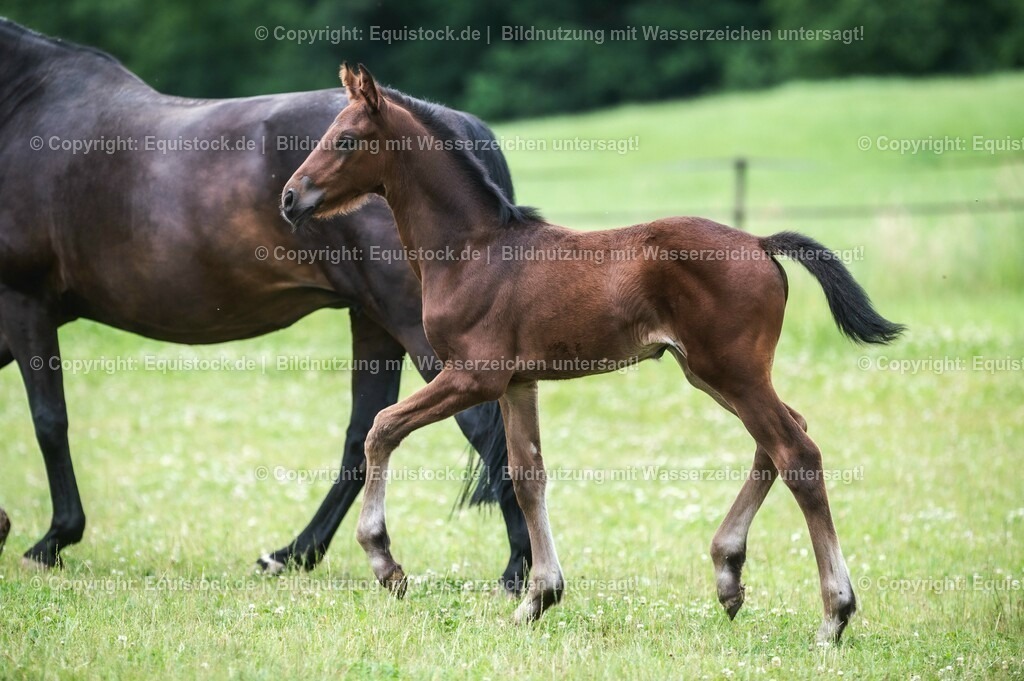 20210623_Fohlen_0417 | Foto: Thomas Hartig