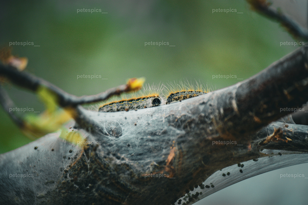 IMG_8792 | petespics
