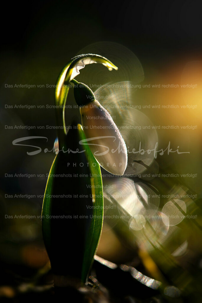 Wandbild Schneeglöckchen im Morgenlicht | #Schneeglöckchen sind kleine weiße #Blumen, die im späten #Winter oder frühen #Frühling blühen. Sie sind bekannt für ihr zartes Aussehen und gelten oft als Symbol für Hoffnung und #Erneuerung. #Schneeglöckchen sind in #Gärten und #Wäldern in ganz #Europa verbreitet. - Realisiert mit Pictrs.com