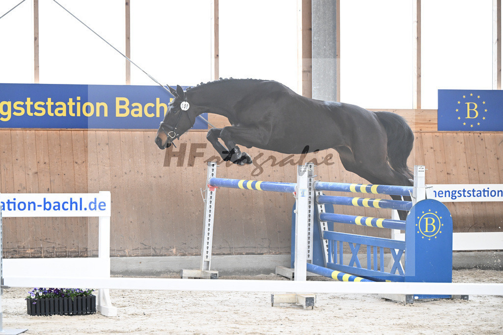 Kat-Nr. 56 Cosita de lAbbaye v. Adzarro de lAbbaye_Steininger_5251687 | hf-fotografie - Realisiert mit Pictrs.com