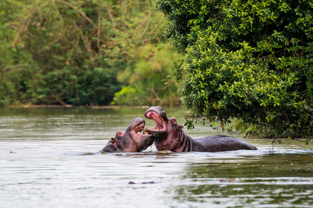 two fighting hippos in Lake Mburo National Park | Die ideale Geschenkidee für Naturliebhaber. Naturbilder von Marcel Gross Photography für ihr Zuhause in den verschiedensten Formaten und Materialien. - Realisiert mit Pictrs.com