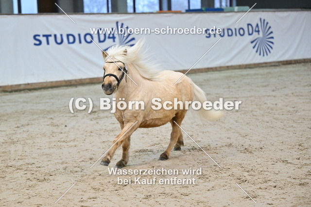 25_Cay - Kalif II_963_0592 | Björn Schroeder Pferdefotografie