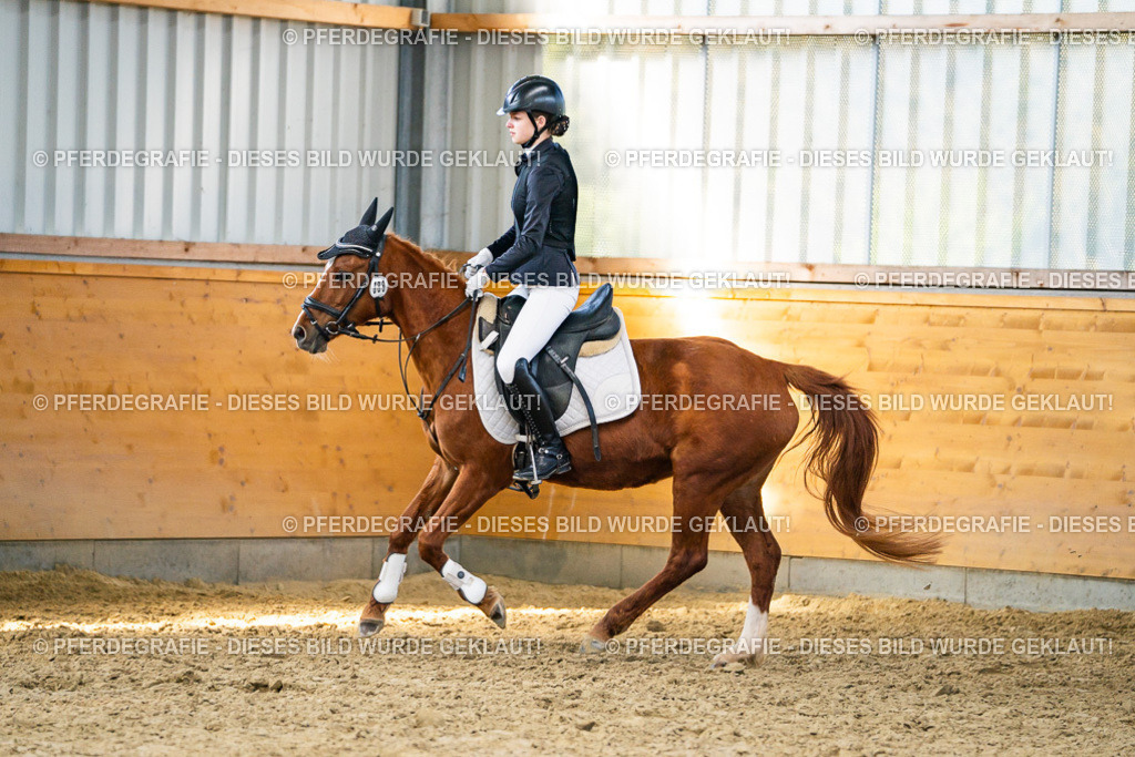 DSC01442 | Pferdegrafie