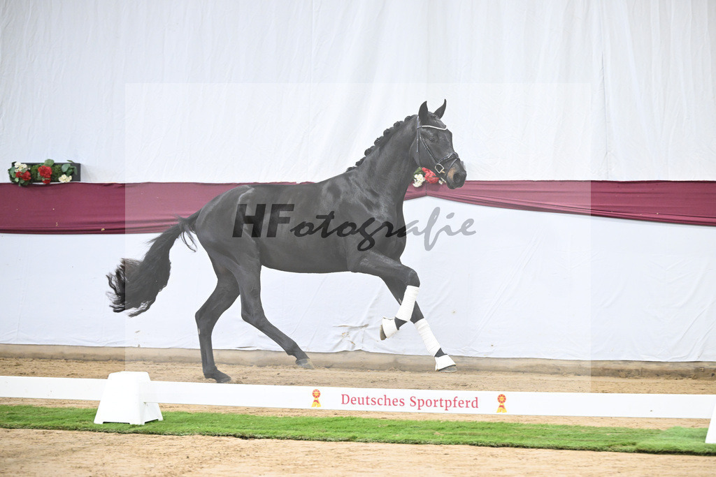 Kat-Nr. 112 Fynch Hatton x Damon Hill_Sibille Hachtel_47253392 | hf-fotografie - Realisiert mit Pictrs.com