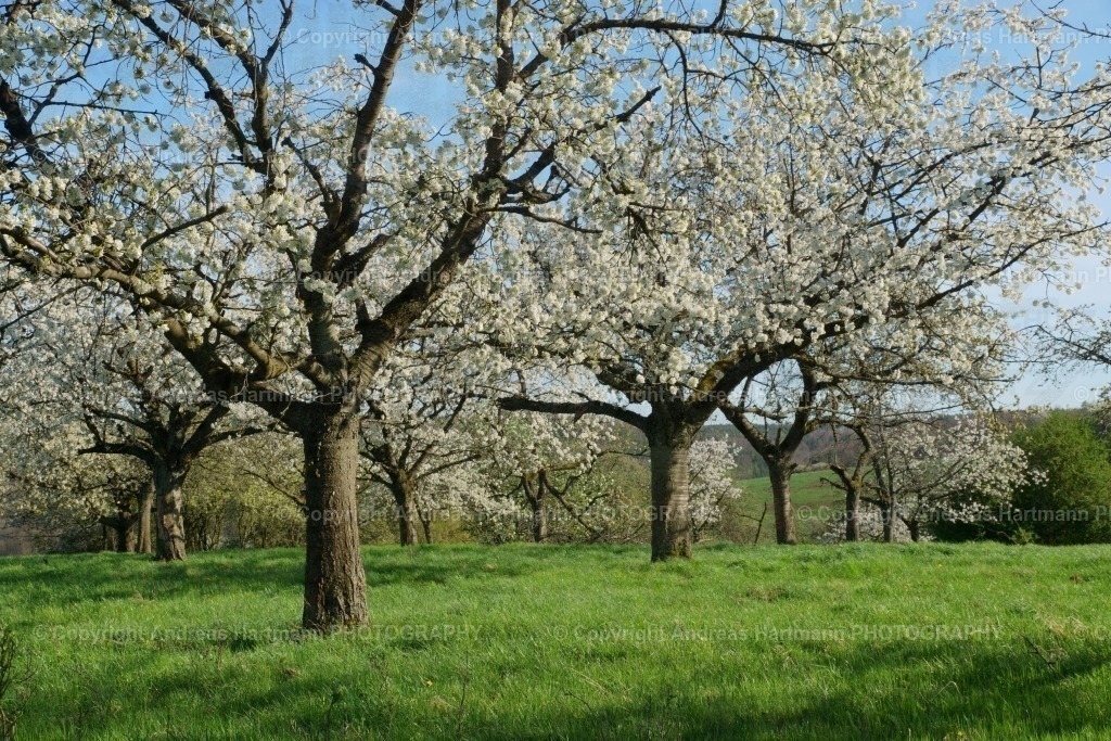 Kirschblüten | Kirschblüten - Realisiert mit Pictrs.com