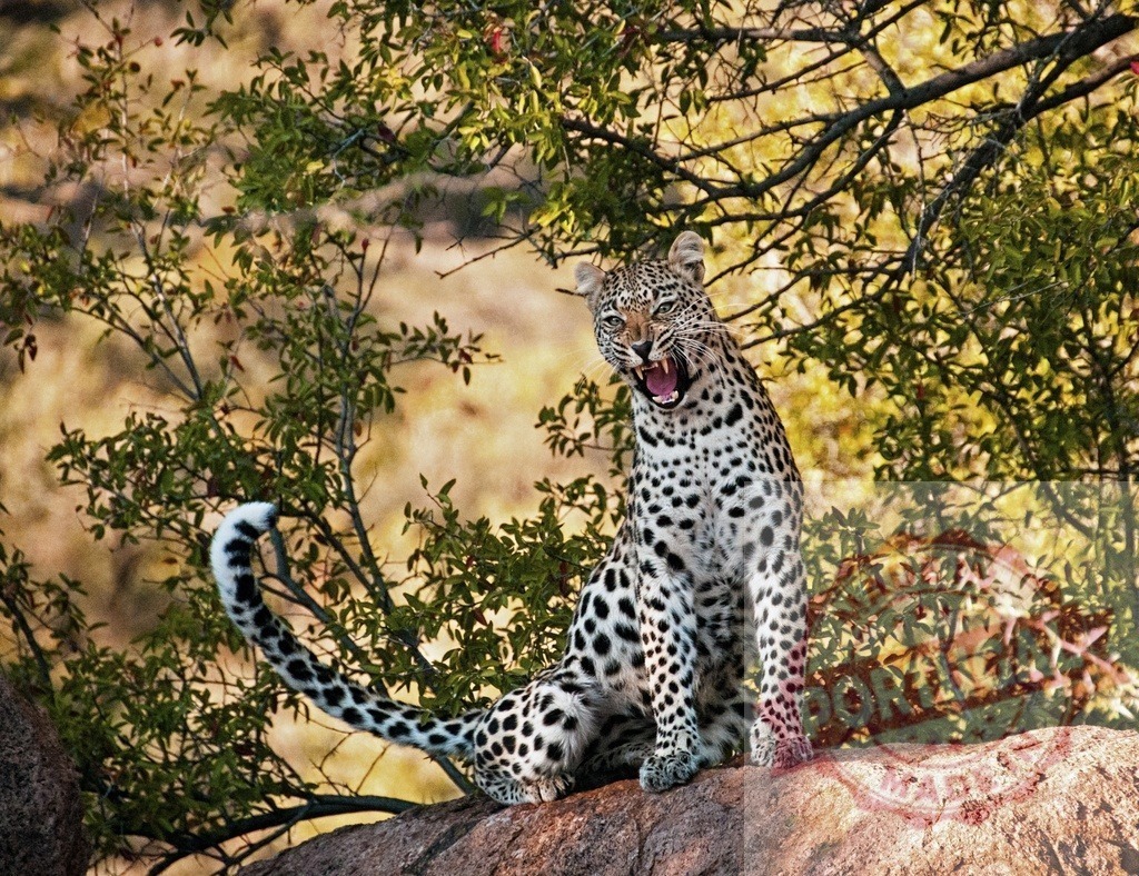 Leopard growling showing aggressive predatory behavior | Leopard snarling on a rock, showing teeth and anger in a natural safari environment - Realized with Pictrs.com
