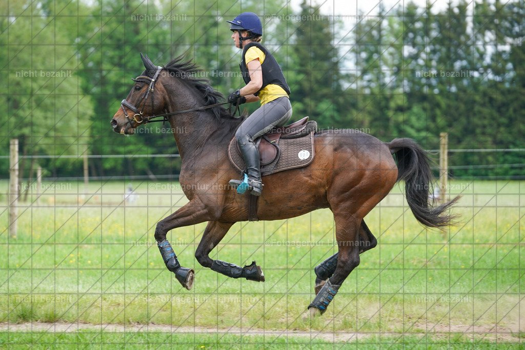 20240518-FAH04046 | Turnierbilder von Niederseon, Turnierfotografen Bayern, Fotoagentur Herrmann, Geländebilder, Reitsportfotografie