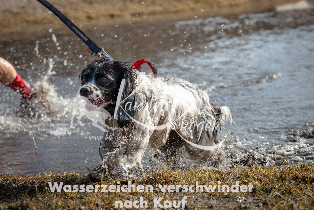 1104_ZZ92115 | kk-dogfotos