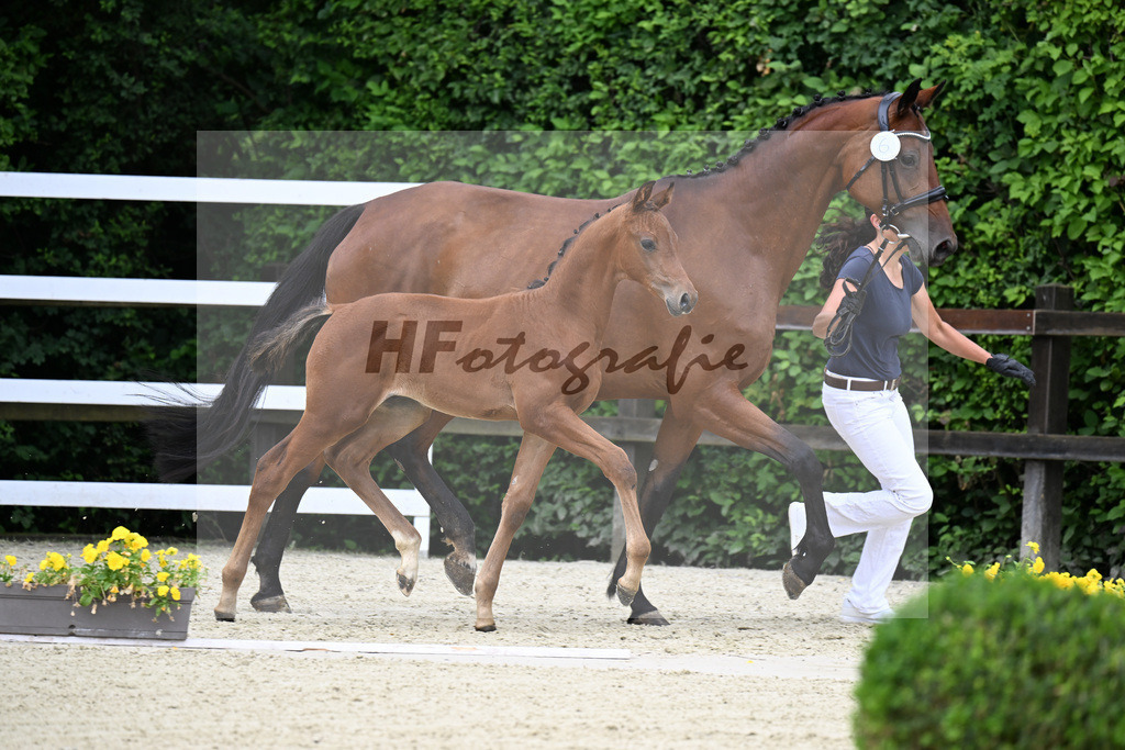 Kat-Nr. 6 Kjento x Millennium_Hopf_25240323 | hf-fotografie - Realisiert mit Pictrs.com