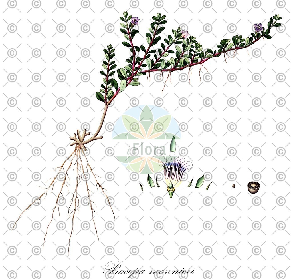 HistAbb_wfo-0000307252_1_ENZY_Simple | Historische Abbildung von Bacopa monnieri - Plantaginaceae | Historical Illustration of Bacopa monnieri - Plantaginaceae (brahmi;herb of grace)