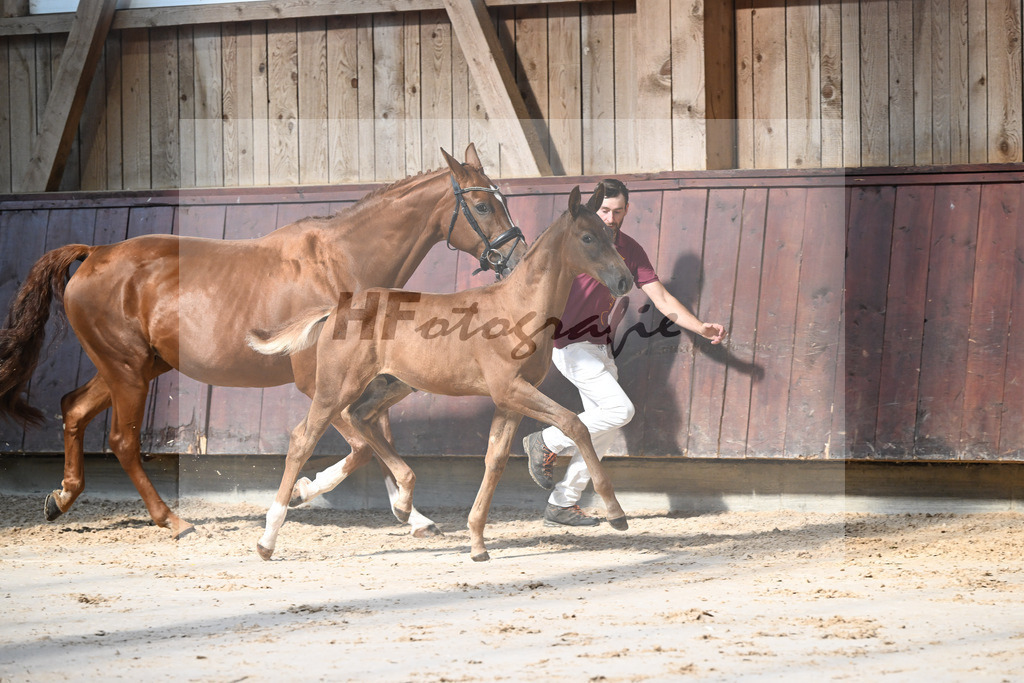 Kat-Nr. 17 Endorphin x Fuerst Piccolo_HF_Rietzler_25250139 | hf-fotografie - Realisiert mit Pictrs.com