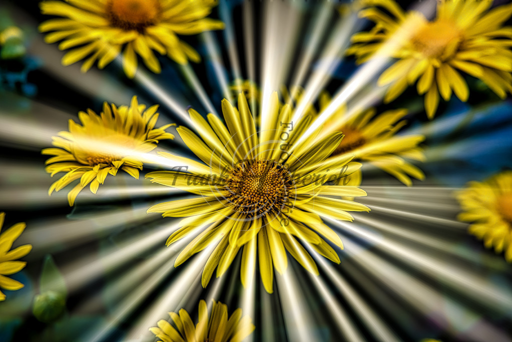 _X0A8530-Editbea | Frank Herberich Fotografie, Frank Herberich, Fotografie, Hochzeit, Portrait, St. Peter Ording, Ording, Westerhever, Nordsee, Frank Fotografie, Hardheim,  Odenwald,Walldürn, Band,Eventfotografie - Realisiert mit Pictrs.com