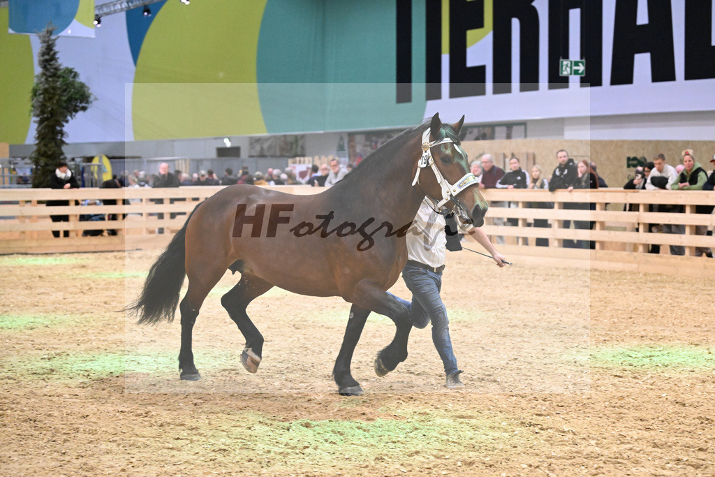 Kat-Nr. 19 Halina v. Vulkan_Kern_1260284 | hf-fotografie - Realisiert mit Pictrs.com
