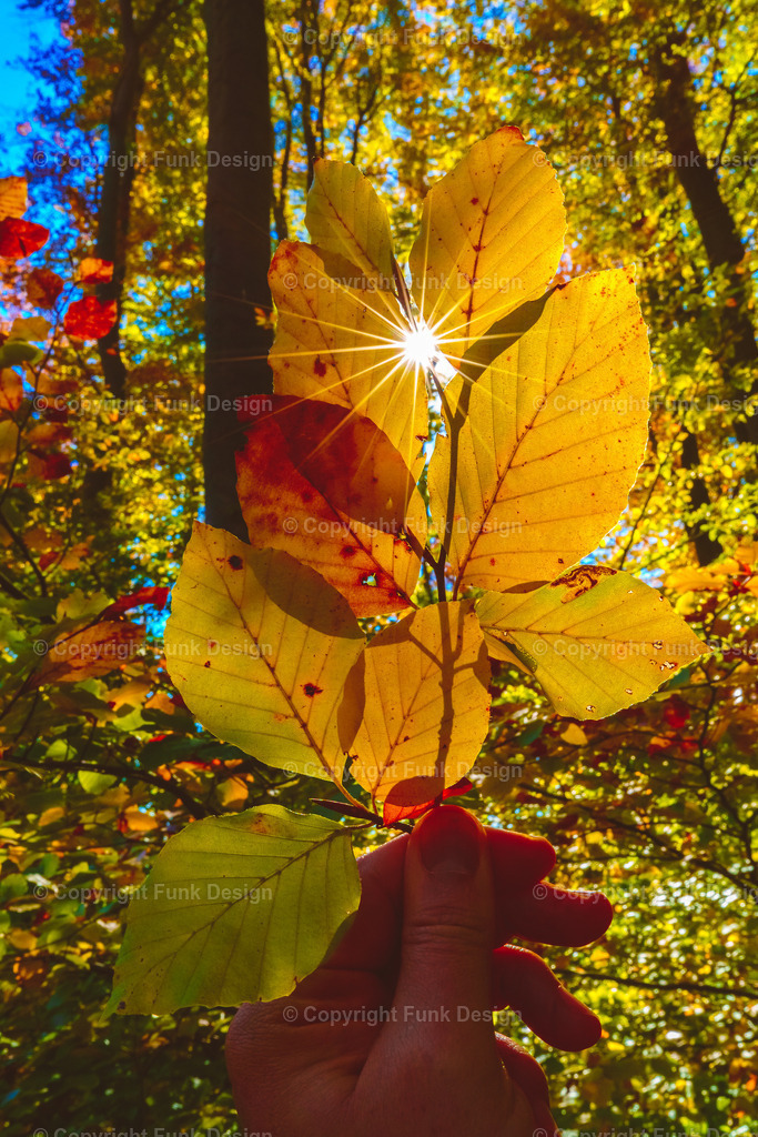 Herbstblatt im Sonnenstern – Niederösterreich, Österreich | Ein einzelnes Herbstblatt wird im Gegenlicht gehalten, während die Sonne als klarer Stern durch die Blattadern strahlt. Die warmen Gelb- und Orangetöne und der weiche Waldhintergrund machen das Motiv lebendig, gemütlich und sehr natürlich.