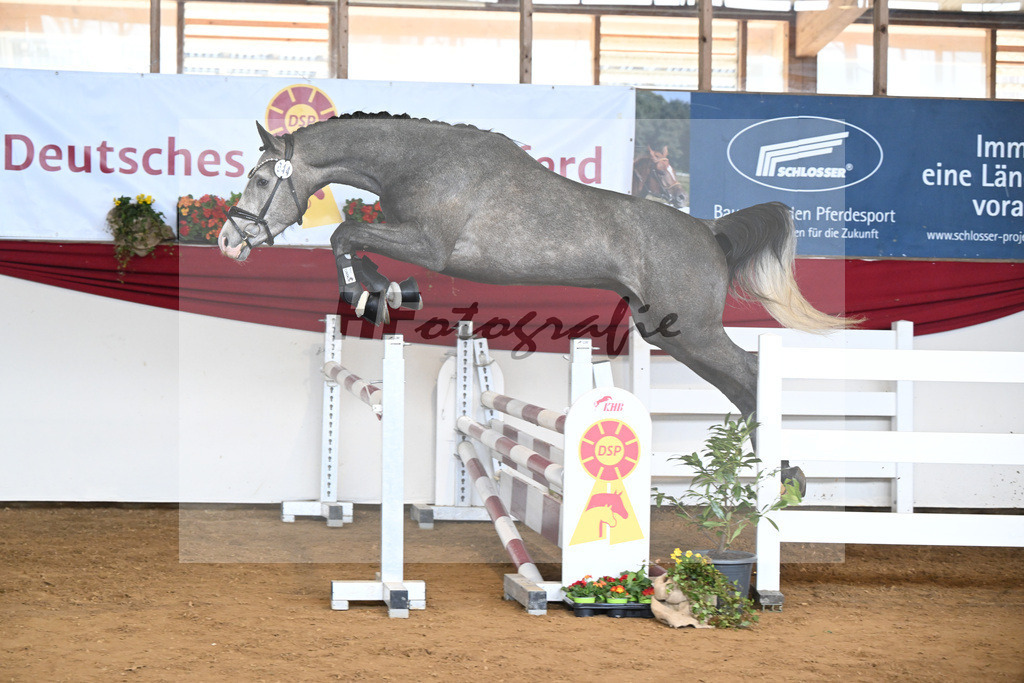 Kat-Nr. 44 Harry v. Hickstead White_Koeniger_16250744 | hf-fotografie - Realisiert mit Pictrs.com