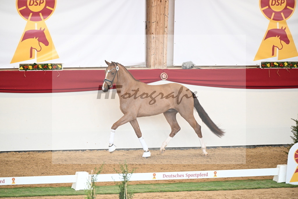 Kat.-Nr. 84 v. Vaderland_van den Oetelaar_2250814 | hf-fotografie - Realisiert mit Pictrs.com
