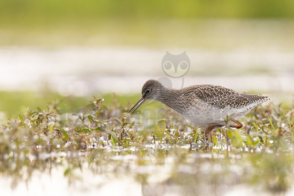 R5NF9360_20240612 | Der Rotschenkel (Tringa totanus) ist eine Vogelart aus der Familie der Schnepfenvögel (Scolopacidae). Er ist ein Brutvogel über weite Bereiche Eurasiens. Zu seinem Lebensraum gehören die mediterrane bis boreale Zone, und er kommt in Asien auch in Steppen- und Wüstengebieten vor. In Mitteleuropa sind Schwerpunkte seiner Verbreitung die Küsten und das küstennahe Tiefland. Im Binnenland kommt er nur inselartig in kleinen Populationen vor und im Süden Mitteleuropas ist er auf Restvorkommen reduziert. - Realisiert mit Pictrs.com