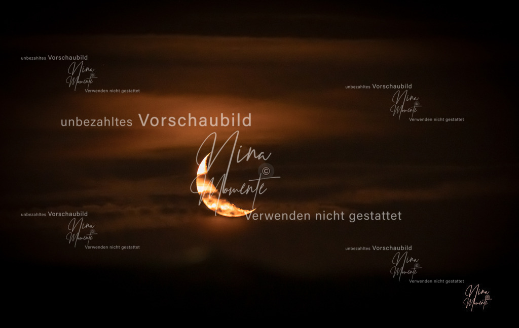 _16A7297-1 | Einzigartige Fotos von Hunden & Menschen –Actionfotos, Portraits, Vereinsaufnahmen & Paarshootings – authentisch, lebendig & mit Herz.